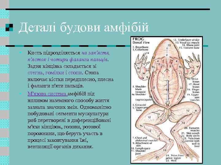 Деталі будови амфібій • • Кисть підрозділяється на зап'ястя, п'ясток і чотири фаланги пальців.
