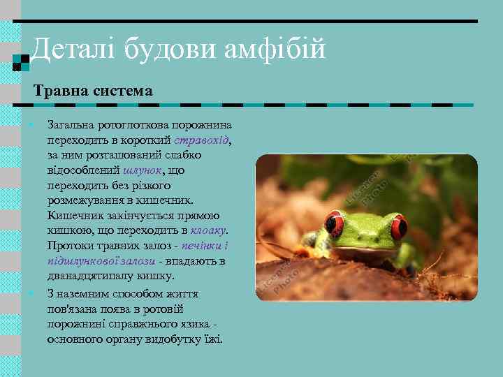Деталі будови амфібій Травна система • • Загальна ротоглоткова порожнина переходить в короткий стравохід,