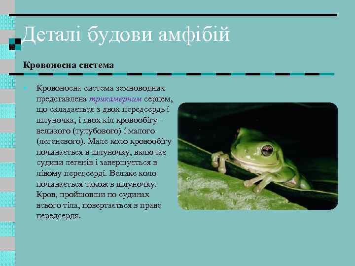 Деталі будови амфібій Кровоносна система • Кровоносна система земноводних представлена трикамерним серцем, що складається