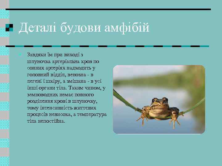 Деталі будови амфібій • Завдяки їм при виході з шлуночка артеріальна кров по сонних