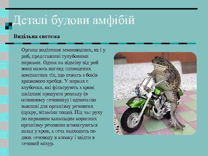 Деталі будови амфібій Видільна система • Органи виділення земноводних, як і у риб, представлені