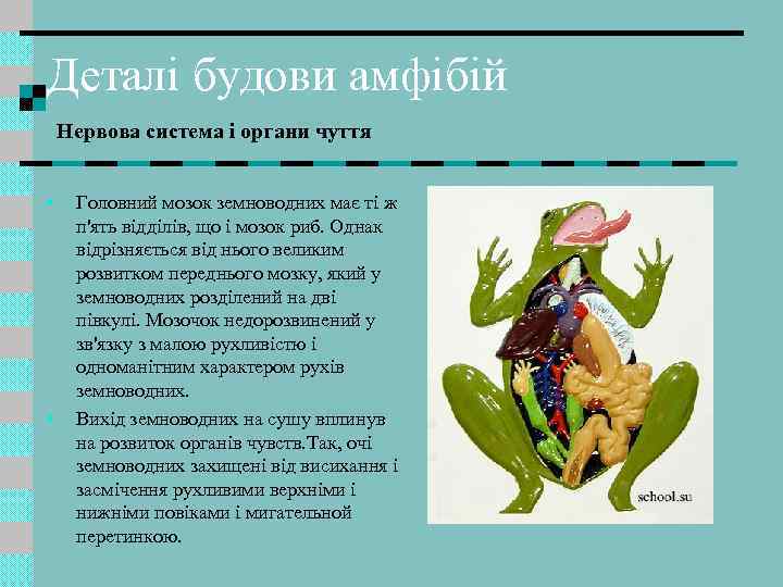 Деталі будови амфібій Нервова система і органи чуття • • Головний мозок земноводних має