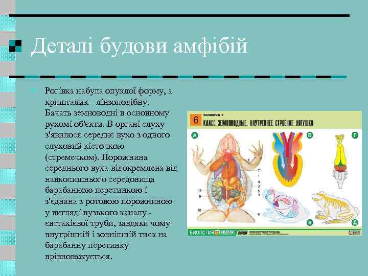 Деталі будови амфібій • Рогівка набула опуклої форму, а кришталик - лінзоподібну. Бачать земноводні