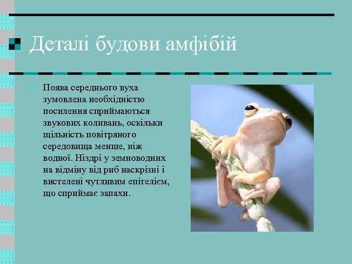Деталі будови амфібій • Поява середнього вуха зумовлена необхідністю посилення сприймаються звукових коливань, оскільки