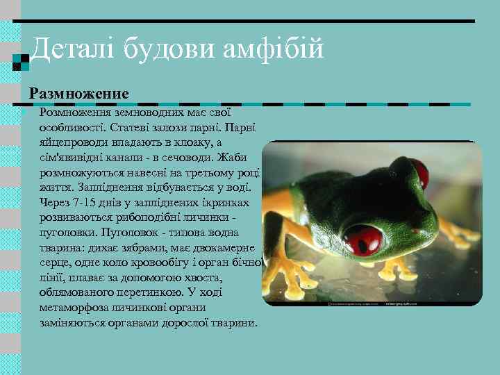 Деталі будови амфібій Размножение • Розмноження земноводних має свої особливості. Статеві залози парні. Парні