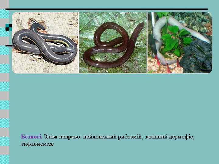 Безногі. Зліва направо: цейлонський рибозмій, західний дермофіс, тифлонектес 