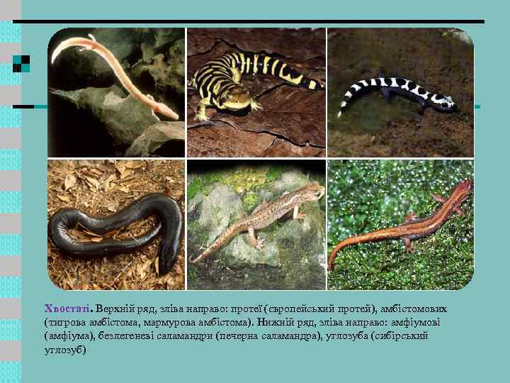 Хвостаті. Верхній ряд, зліва направо: протеї (європейський протей), амбістомових (тигрова амбістома, мармурова амбістома). Нижній