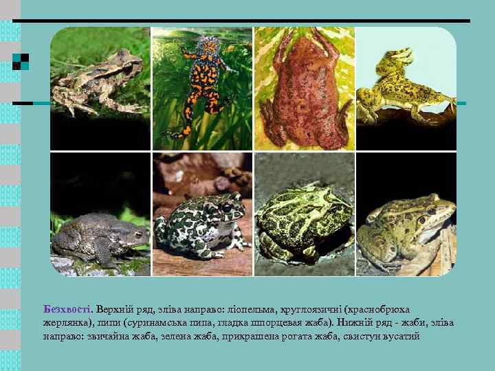 Безхвості. Верхній ряд, зліва направо: ліопельма, круглоязичні (краснобрюха жерлянка), пипи (суринамська пипа, гладка шпорцевая