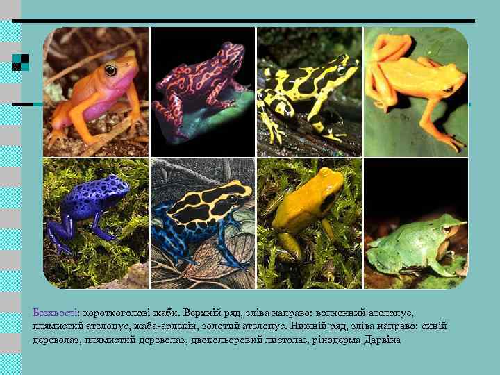 Безхвості: короткоголові жаби. Верхній ряд, зліва направо: вогненний ателопус, плямистий ателопус, жаба-арлекін, золотий ателопус.