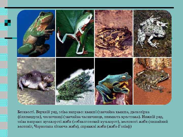 Безхвості. Верхній ряд, зліва направо: квакші (звичайна квакша, двоколірна філломедузи), чесночниці (звичайна часничниця, плямиста