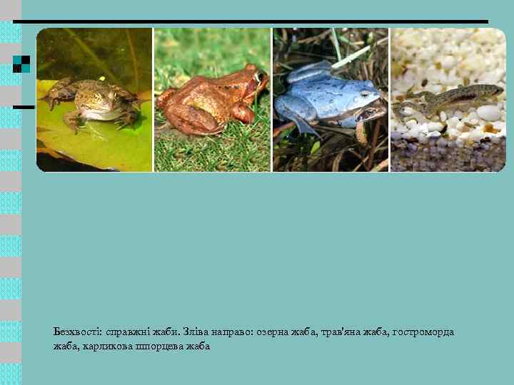 Безхвості: справжні жаби. Зліва направо: озерна жаба, трав'яна жаба, гостроморда жаба, карликова шпорцева жаба