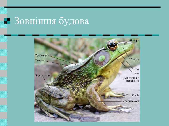 Зовнішня будова 