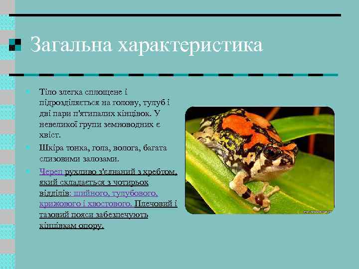 Загальна характеристика • • • Тіло злегка сплощене і підрозділяється на голову, тулуб і