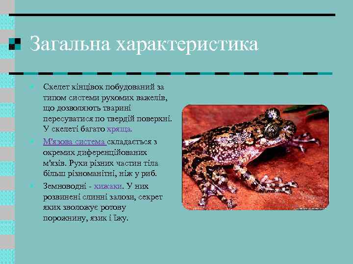 Загальна характеристика • • • Скелет кінцівок побудований за типом системи рухомих важелів, що