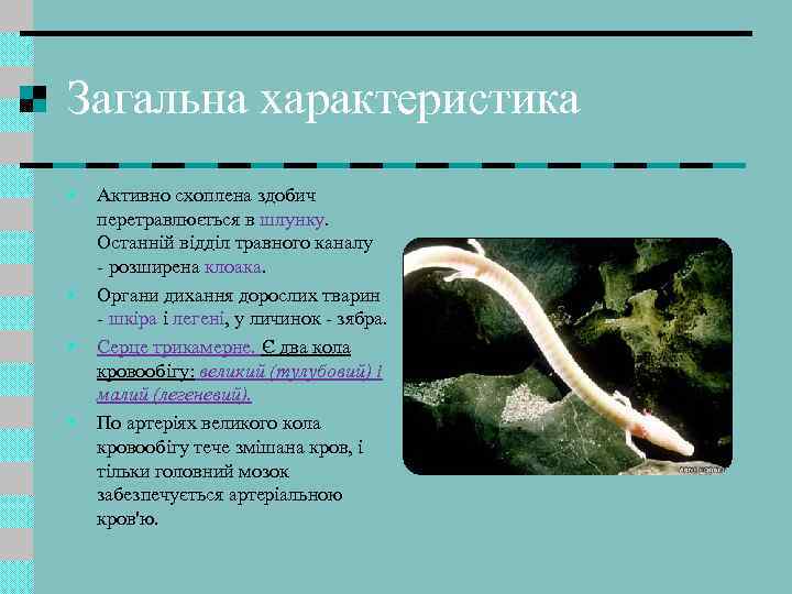 Загальна характеристика • • Активно схоплена здобич перетравлюється в шлунку. Останній відділ травного каналу