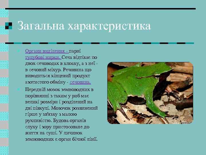 Загальна характеристика • • Органи виділення - парні тулубові нирки. Сеча відтікає по двох