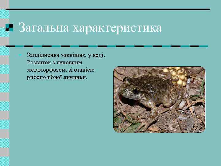 Загальна характеристика • Запліднення зовнішнє, у воді. Розвиток з неповним метаморфозом, зі стадією рибоподібної