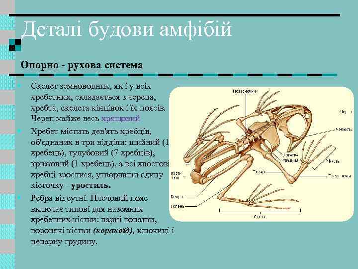 Деталі будови амфібій Опорно - рухова система • • • Скелет земноводних, як і