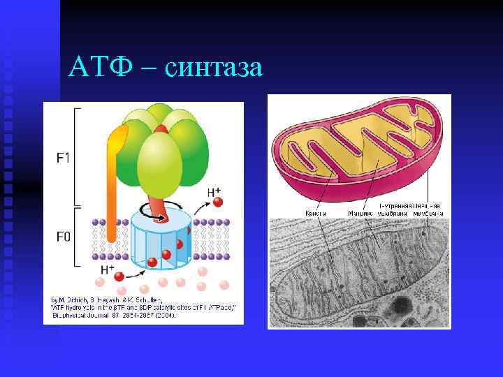 Фермент атф синтаза. АТФ синтаза в хлоропластах. АТФ синтазный комплекс митохондрии. АТФ синтаза в митохондрии. Молекула АТФ В митохондрии.