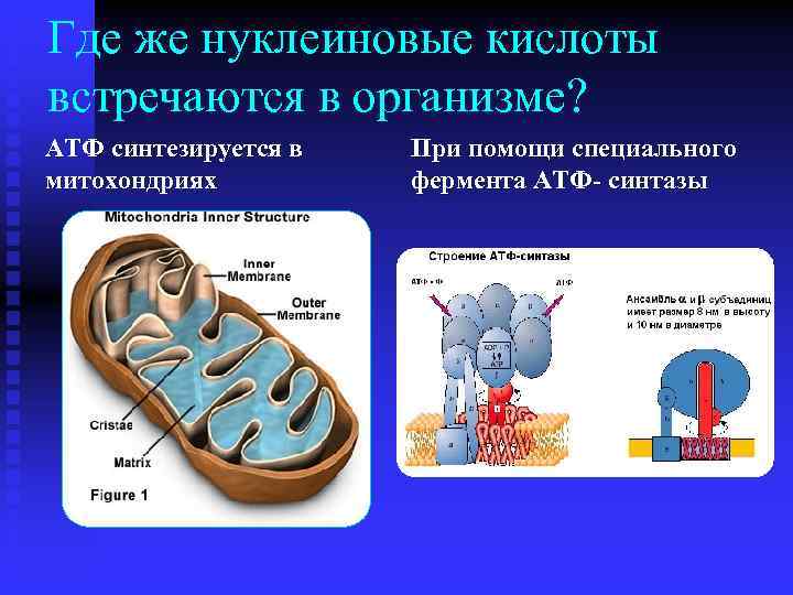 Происходит синтез нуклеиновой кислоты. АТФ В митохондриях. Нуклеиновые кислоты в организме. Что происходит в митохондриях. Выработка АТФ В митохондриях.