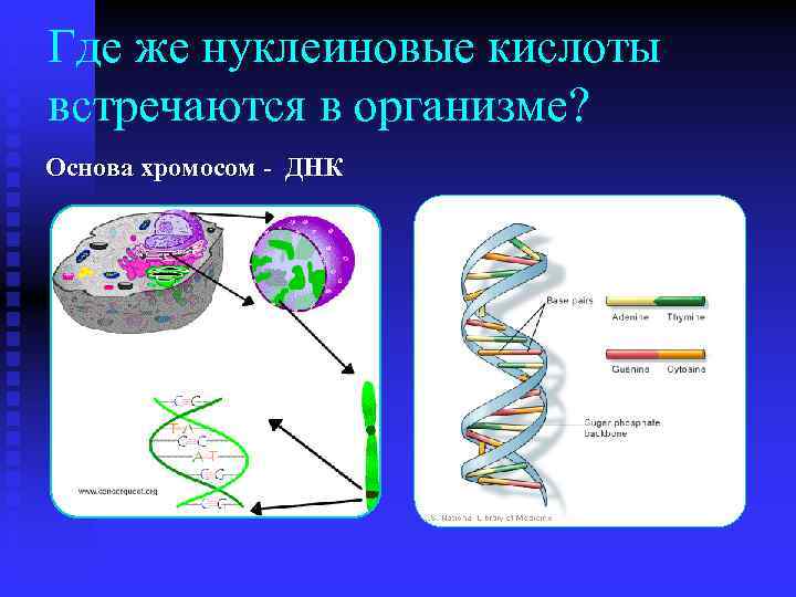 Нуклеиновыми кислотами клетки являются. Нуклеиновые кислоты ДНК. Нуклеиновые кислоты хромосомы. Нуклеиновые кислоты в ядре. Нуклеиновые кислоты под микроскопом.