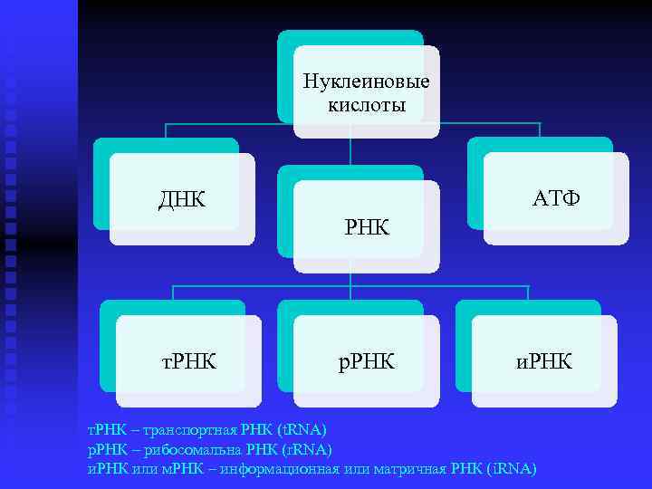 Образуется ирнк трнк ррнк