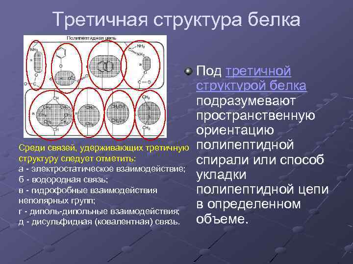 Третичная структура белка Среди связей, удерживающих третичную структуру следует отметить: а - электростатическое взаимодействие;