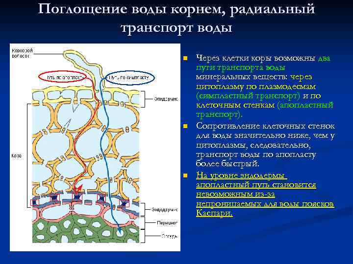 Симпластный апопластный вакуолярный пути транспорта веществ и их значение презентация