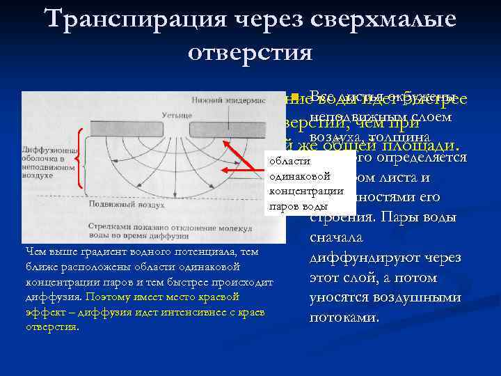 Транспирация через сверхмалые отверстия n воды идет быстрее Этим объясняется, что испарение. Все листья