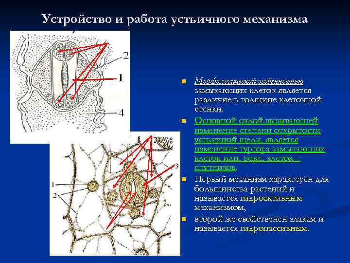 Какие свойства воды обусловлены полярностью ее молекул thumbnail