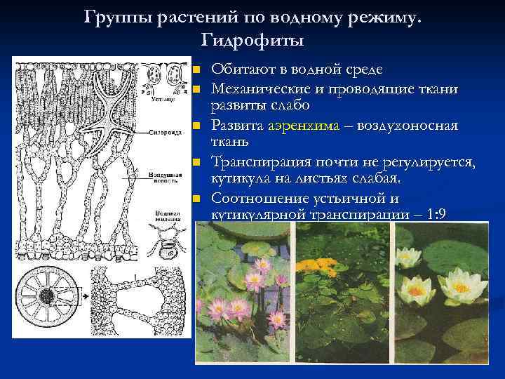 Группы растений по водному режиму. Гидрофиты n n n Обитают в водной среде Механические