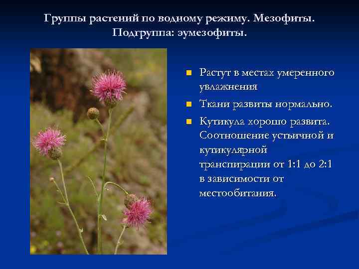 Группы растений по водному режиму. Мезофиты. Подгруппа: эумезофиты. n n n Растут в местах