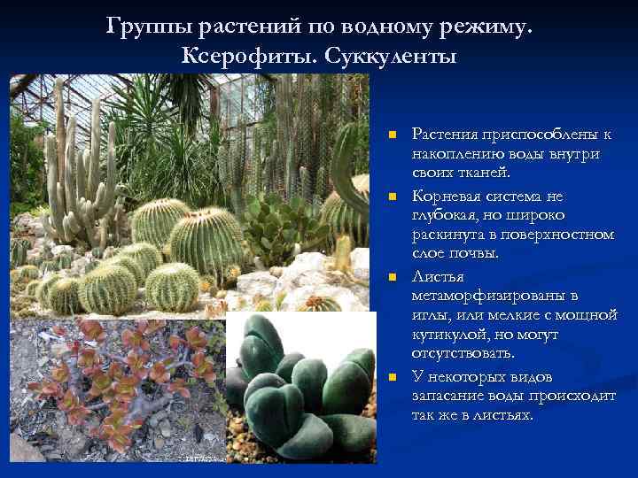 Группы растений по водному режиму. Ксерофиты. Суккуленты n n Растения приспособлены к накоплению воды