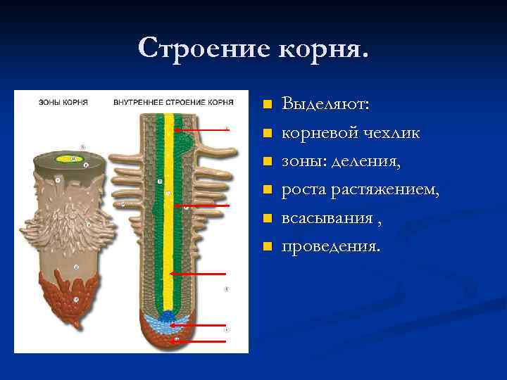 Строение корня. n n n Выделяют: корневой чехлик зоны: деления, роста растяжением, всасывания ,