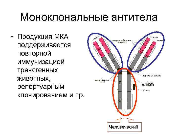 Моноклональные антитела • Продукция МКА поддерживается повторной иммунизацией трансгенных животных, репертуарным клонированием и пр.