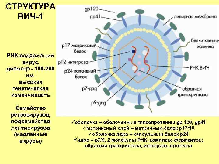 СТРУКТУРА ВИЧ-1 РНК-содержащий вирус, диаметр - 100 -200 нм, высокая генетическая изменчивость Семейство ретровирусов,