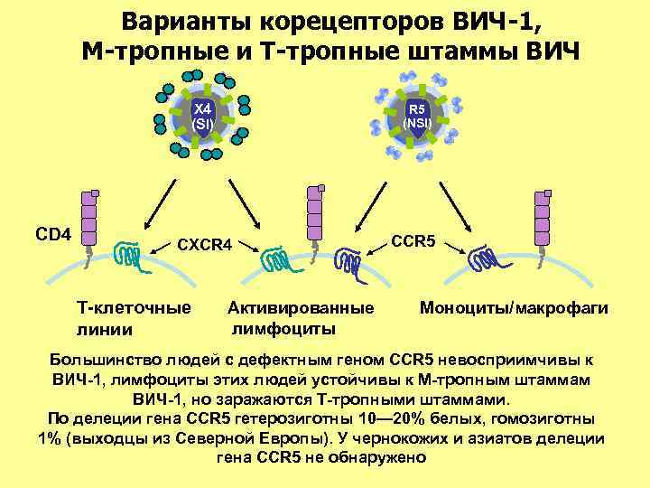 Варианты корецепторов ВИЧ-1, М-тропные и Т-тропные штаммы ВИЧ X 4 (SI) CD 4 R