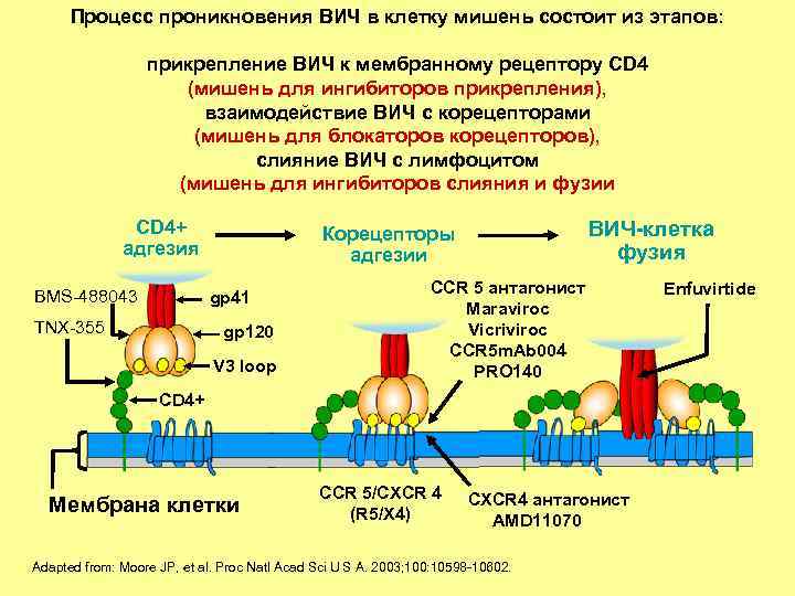 Процесс проникновения ВИЧ в клетку мишень состоит из этапов: прикрепление ВИЧ к мембранному рецептору