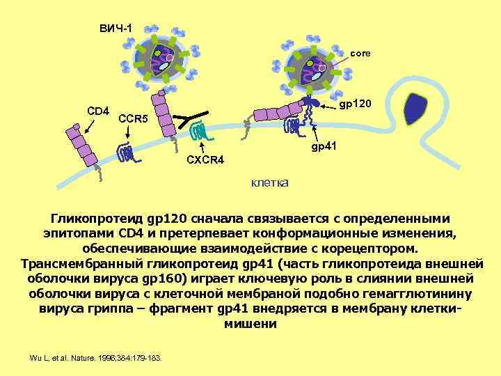 ВИЧ-1 core CD 4 gp 120 CCR 5 gp 41 CXCR 4 клетка Гликопротеид