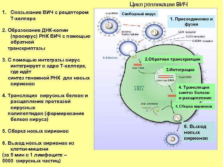 Цикл репликации ВИЧ 1. Связывание ВИЧ с рецептором Т-хелпера Свободный вирус 1. Присоединение и