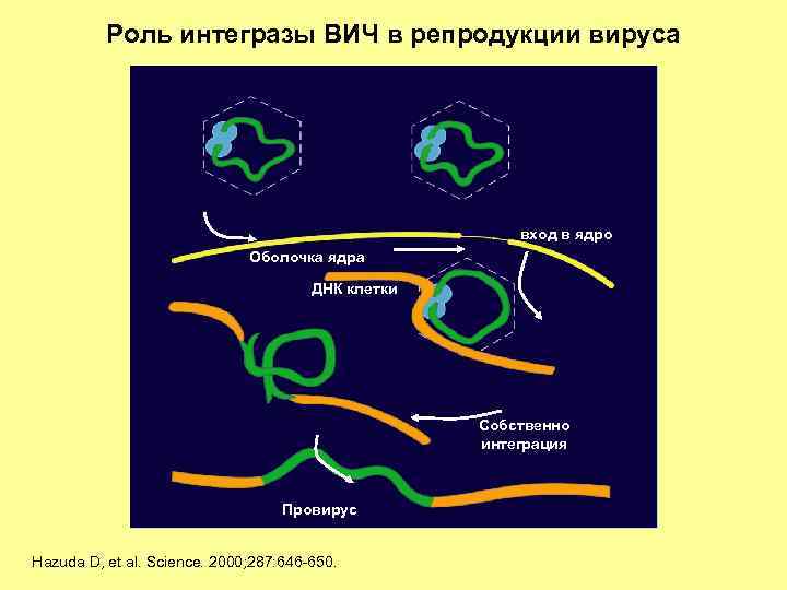 Роль интегразы ВИЧ в репродукции вируса вход в ядро Оболочка ядра ДНК клетки Собственно