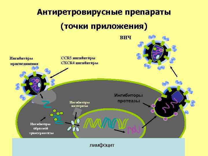 Антиретровирусные препараты (точки приложения) ВИЧ Ингибиторы присоединения CCR 5 ингибиторы CXCR 4 ингибиторы Ингибиторы