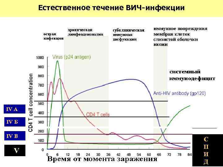 Естественное течение ВИЧ-инфекции IV А IV Б IV В V С П И Д