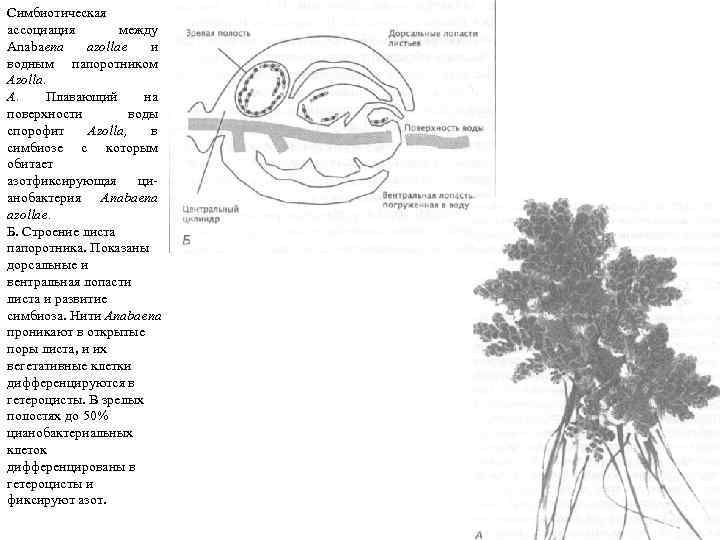 Симбиотическая ассоциация между Anabaепа azollae и водным папоротником Azolla. А. Плавающий на поверхности воды