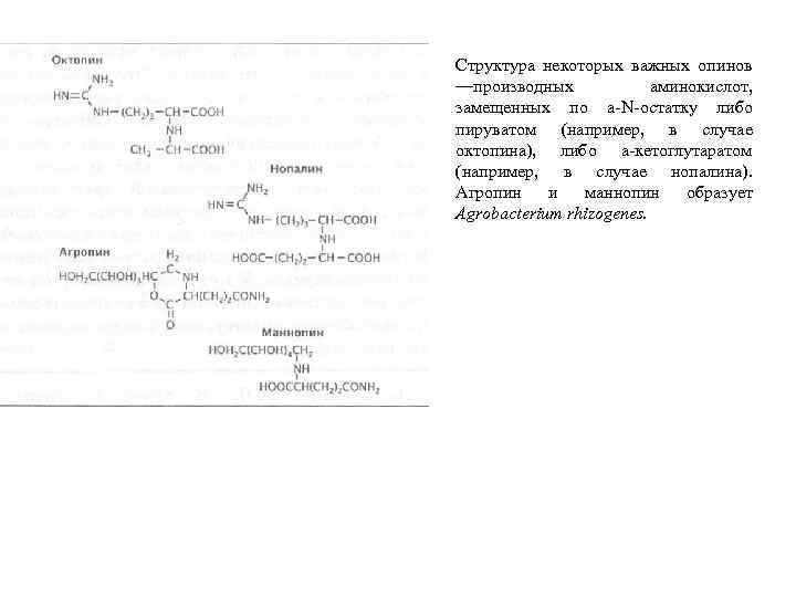Структура некоторых важных опинов —производных аминокислот, замещенных по a N остатку либо пируватом (например,