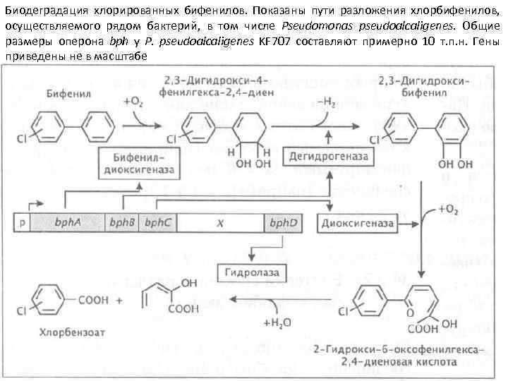 Биодеградация хлорированных бифенилов. Показаны пути разложения хлорбифенилов, осуществляемого рядом бактерий, в том числе Pseudomonas