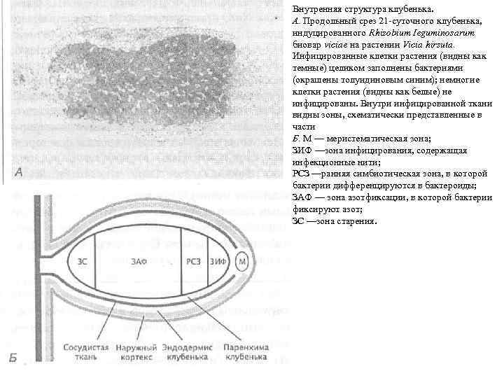 Внутренняя структура клубенька. А. Продольный срез 21 суточного клубенька, индуцированного Rhizobium Ieguminosarum биовар viciae
