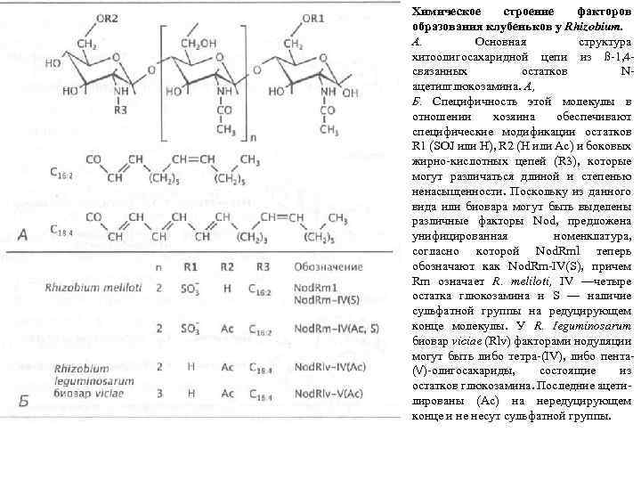 Химическое строение факторов образования клубеньков у Rhizobium. А. Основная структура хитоолигосахаридной цепи из ß