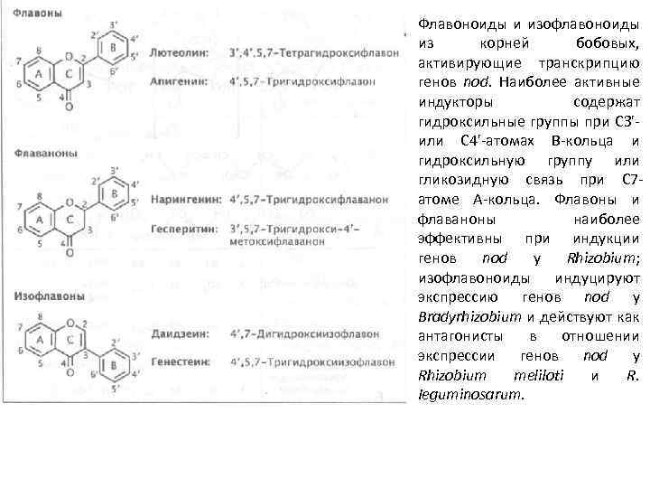 Флавоноиды и изофлавоноиды из корней бобовых, активирующие транскрипцию генов nod. Наиболее активные индукторы содержат