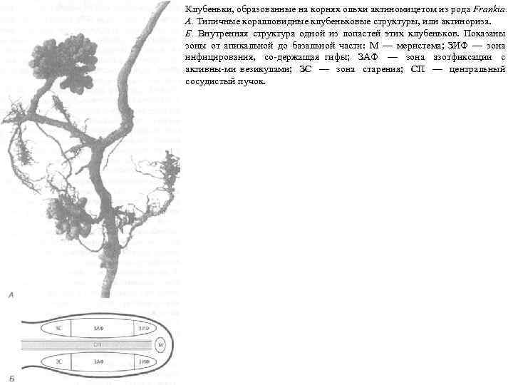 Клубеньки, образованные на корнях ольхи актиномицетом из рода Frankia. А. Типичные коралловидные клубеньковые структуры,
